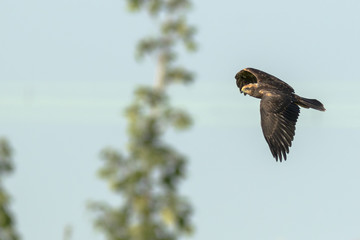 Western marsh harrier, Circus aeruginosus, in flight hunting closeup