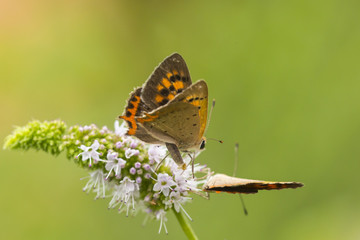 Small copper or common copper butterfly, Lycaena phlaeas, mating, pollinating and feeding nectar