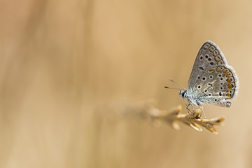Common Blue butterfly, Polyommatus icarus