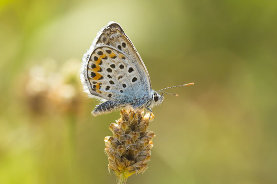  brown argus butterfly, Aricia agestis