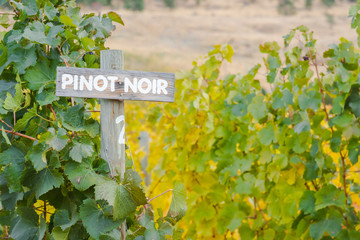 Pinot Noir sign with autumn grapevines in vineyard