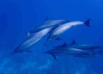 Fototapeta premium Group of Spinner Dolphins Swim Closely in Blue Water