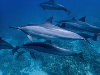 Fototapeta premium Muscles and Scars on Spinner Dolphin