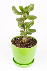 Feng shui money tree or crasula ovata isolated over white background