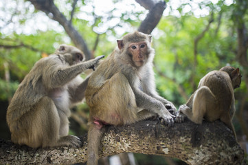 A family composed of three monkeys, are on a branch of a tree and they clean each other.