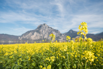 autumn at lake -  traunsee salzkammergut