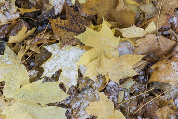 Autumn leaves under frost, the beginning of winter