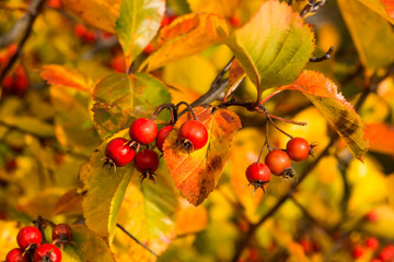 Hawthorn berries on a branch with autumn leaves
