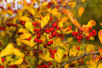 Hawthorn berries on a branch with autumn leaves