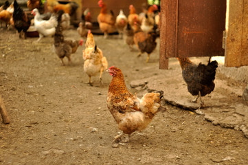 Chicken farm