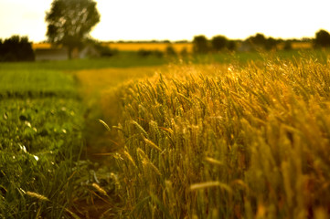 Wheat field