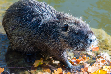 Nice big coypu in a pond in a water