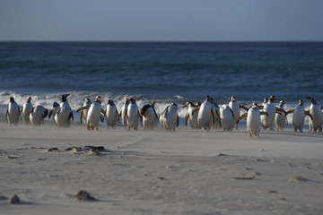 Gentoo Penguins (Pygoscelis papua) on a sandy beach on Sea Lion Island in the Falkland Islands.