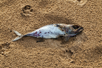 Dead fish on sand beach