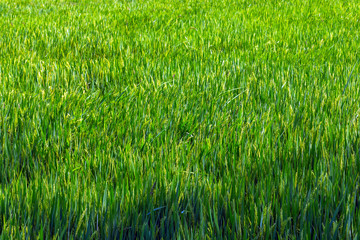 Rice fields, terraces, plantation, farm.