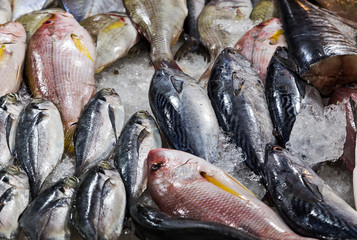 fresh cool fish on ice at street market