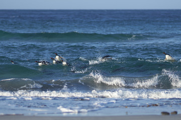 Obraz premium Gentoo Penguins (Pygoscelis papua) coming ashore after feeding at sea on Sea Lion Island in the Falkland Islands.