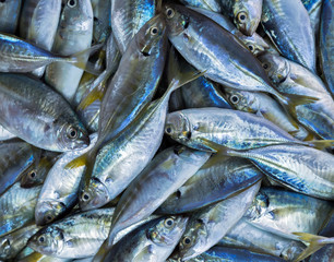 Obraz premium fish displayed at a fish market