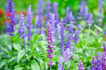 Purple sage flowers