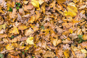 Earth is covered with colorful leaves of oak, hornbeam and other species of trees, autumn