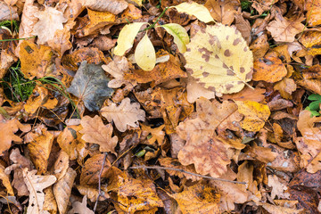 Earth is covered with colorful leaves of oak, hornbeam and other species of trees, autumn