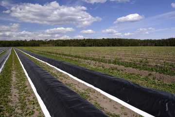 Spargelanbau in  Sachsen-Anhalt