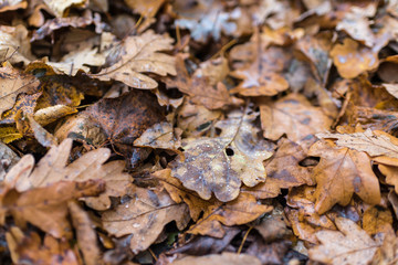 Earth is covered with colorful leaves of oak, hornbeam and other species of trees, drops of water, autumn
