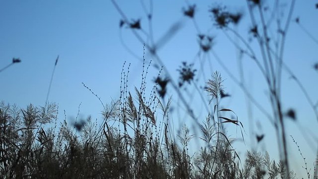 Twilight sky and sedge silhouettes