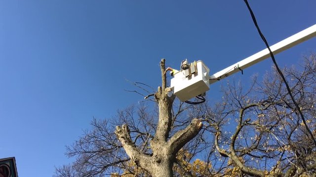 Big piece of wood falls to ground in slow motion as tree trimmer saws off top of dead tree.  