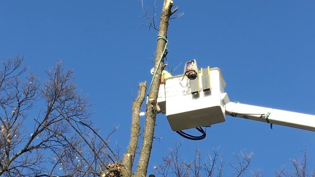 Tree trimmer stands high in a boom bucket against blue sky and cuts off top of tree before tossing it down to ground.  