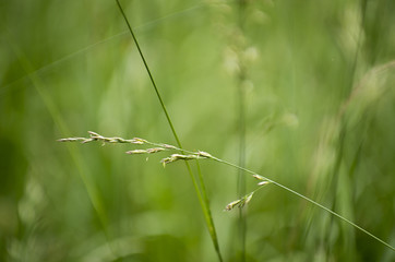 Whip Grass