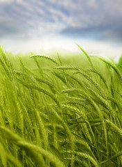 green wheat field
