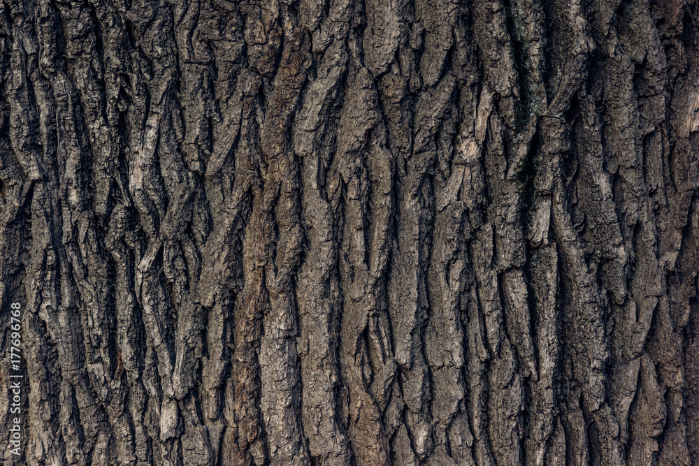 Wall mural Bark of old oak background, texture