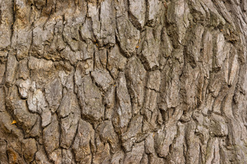 Bark of old oak background, texture
