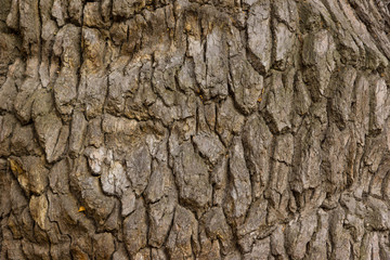 Bark of old oak background, texture