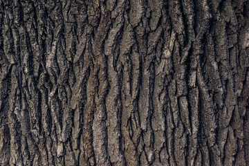 Bark of old oak background, texture - obrazy, fototapety, plakaty