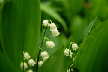 Lily-of-the-valley in Moscow park