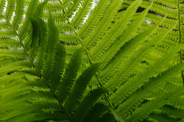 Fototapeta na wymiar Green fern texture close up