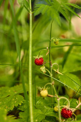 Wild strawberries in forest in Moscow Region, Russia