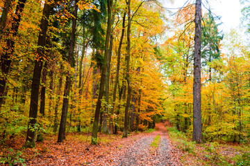 Obraz premium The path in the forest in the autumn. Many vibrant colors, beautiful trees and leaves on the ground