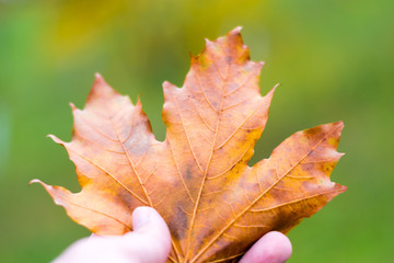 A maple leaf holding in hand. Autumn vibrant colors, close-up
