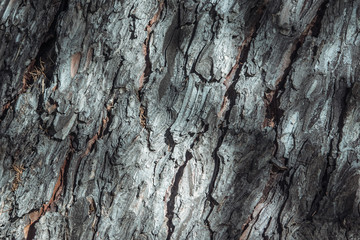 old tree bark background texture - Vintage surface