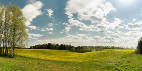 Fototapeta na wymiar Yellow field of dandelions in Belarus