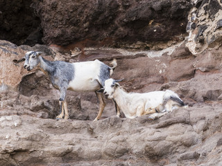 Typical Canary Island Fuerteventura goat for cheese production.