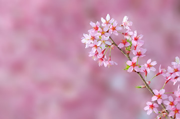 Fototapeta na wymiar Pink Cherry Blossoms Background And Flower Detail