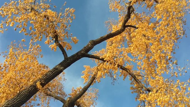 Large yellow tree in fall in slow motion with angled sunlight and a blue sky background.  