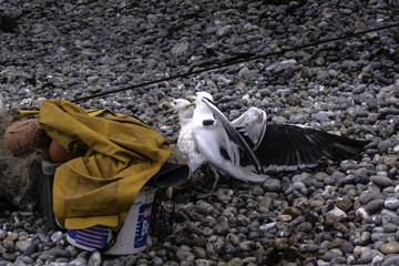 Fighting wild seagulls