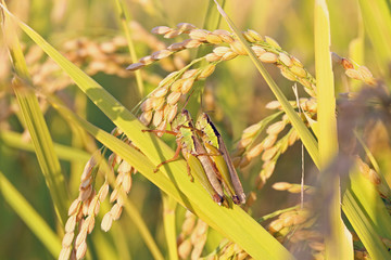 稲穂とイナゴ