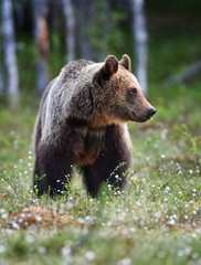 Obraz na płótnie Canvas Brown bear in the finnish taiga