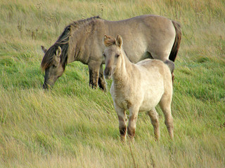 Wild horses in the steppe.